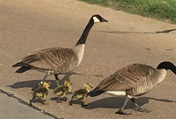 Geese Family