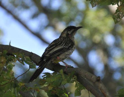 Bird on a tree branch Bird on a tree branch